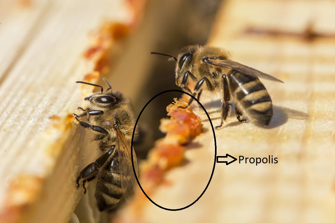 Propolis پروپولیس